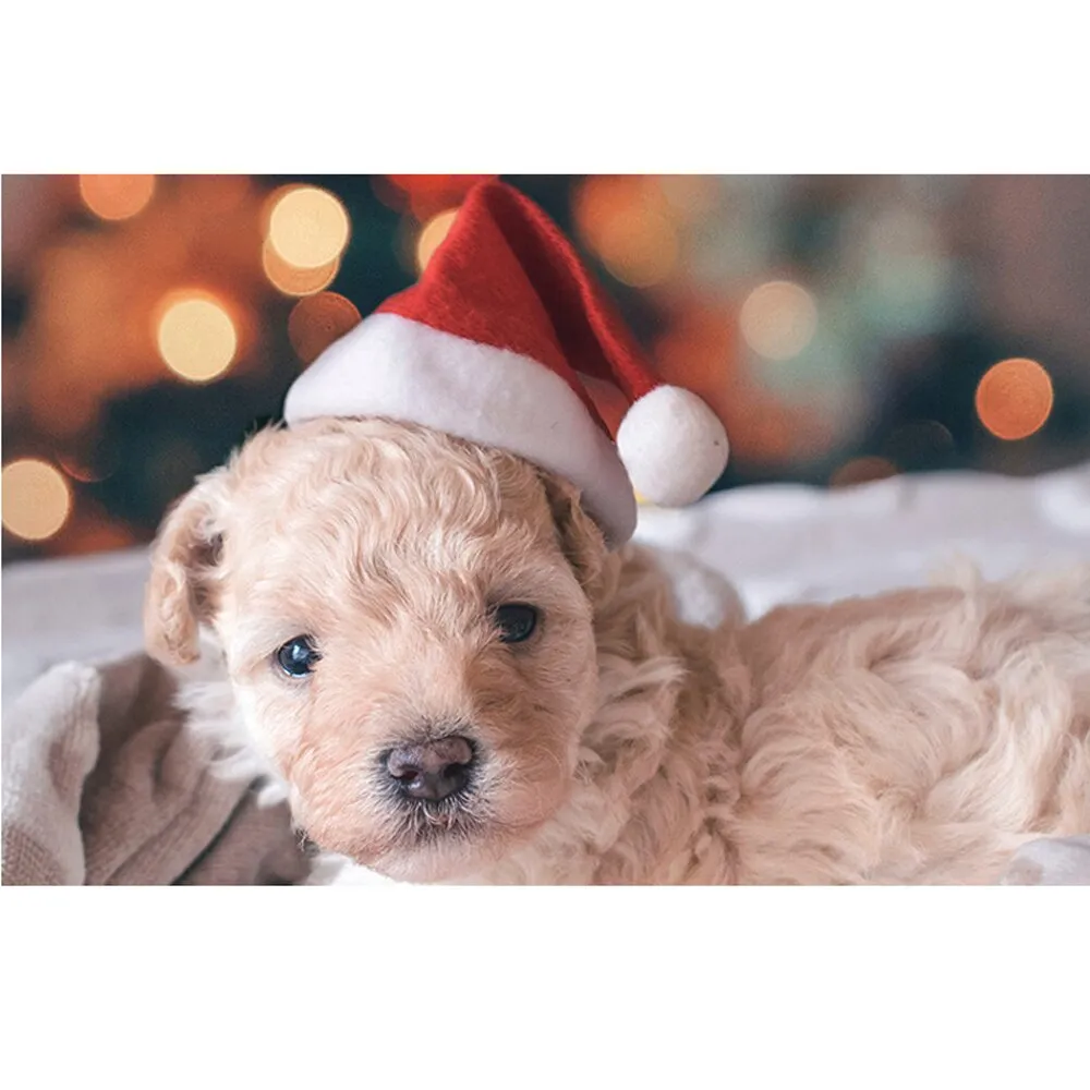 Cute Christmas Hats