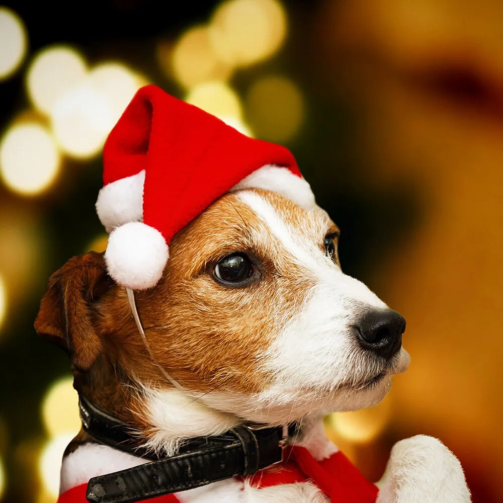 Cute Christmas Hats